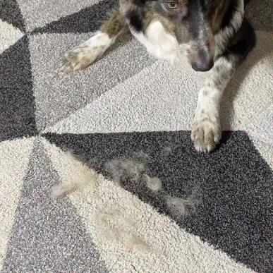 WiggleWorks™ Pet Hair Remover Gloves